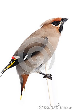 Bombycilla garrulus, Waxwing. Stock Photo