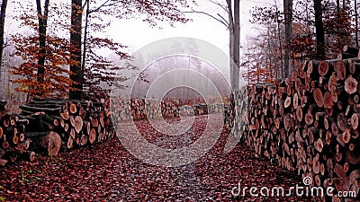 Bomen kappen in het bos van de bosbranden. ontbossing. luchtbeeld van wilde dieren stock video Bomen kappen in het bos van de bosbranden. ontbossing. luchtbeeld van wilde dieren stock video