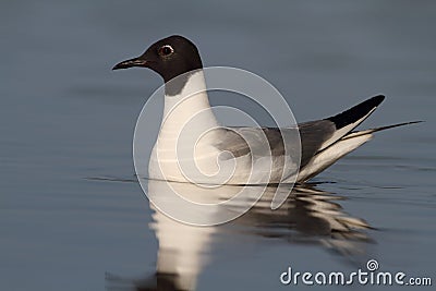 Bonaparte Gull Stock Photo