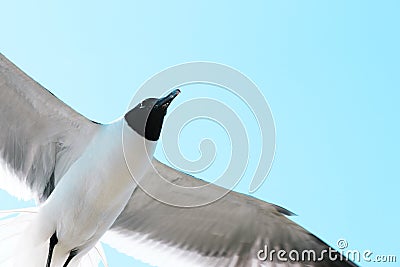 Bonaparte Gull in Flight Stock Photo