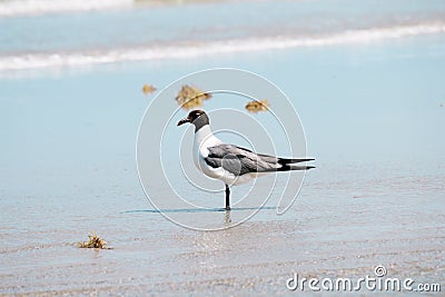 Bonaparte Gull Near Shore Stock Photo