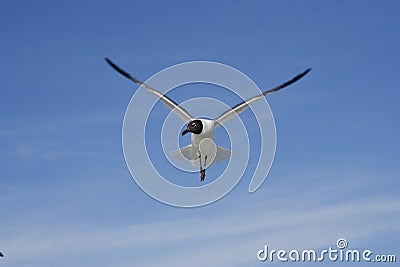 Bonaparte gull with wings spread Stock Photo