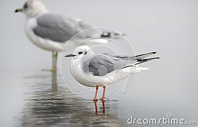 Bonaparte`s Gull on Hilton Head Island Beach, South Carolina Stock Photo