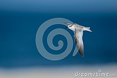 Bonaparte`s Gull In First Year Colors Stock Photo