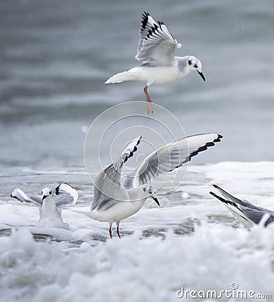 Bonaparte`s Gull frolicking in Atlantic Ocean surf Myrtle Beach Stock Photo