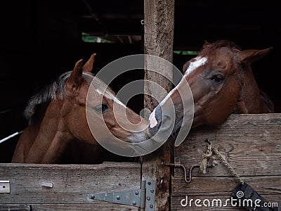 The Bonds of Horses Stock Photo