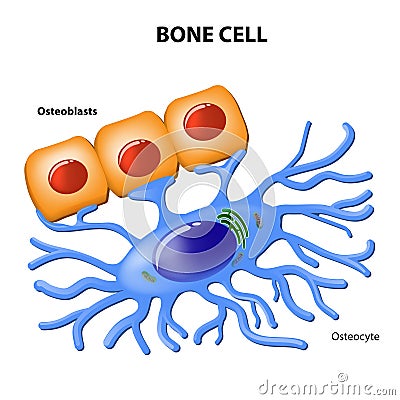 Bone cells Vector Illustration