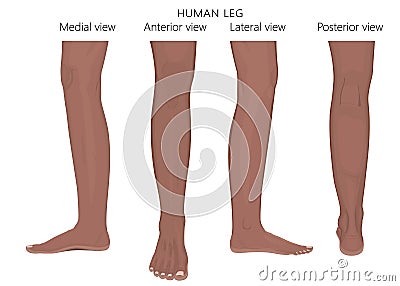 Bone fracture_Leg anatomy African Arabic Indian Vector Illustration