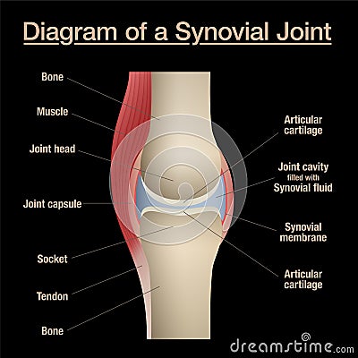 Bone Joint Diagram Labeled Black Background Vector Illustration