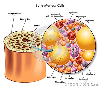 Bone marrow cells Vector Illustration