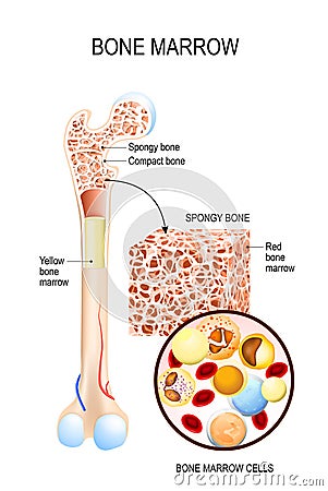 Bone Marrow Yellow, Red and blood cells Vector Illustration