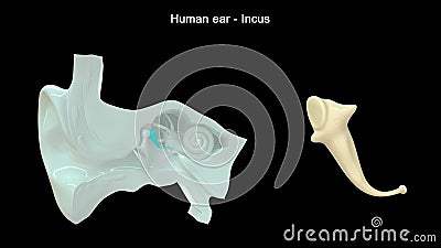 A bone in the middle ear Stock Photo