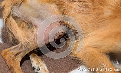 Bone reconstruction of patellar luxation in dog Stock Photo