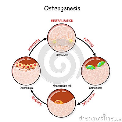 Bone remodeling. Describe a process of Ossification Vector Illustration