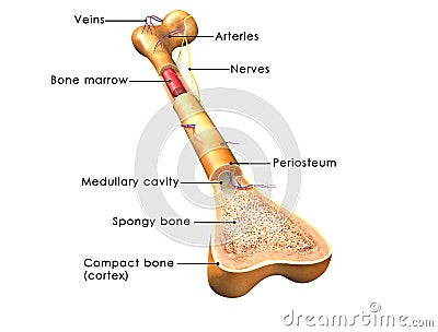 Bone structure Stock Photo