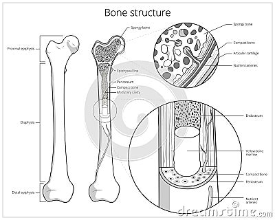 Bone structure medical educational vector Vector Illustration