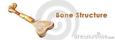 Bone structure Stock Photo