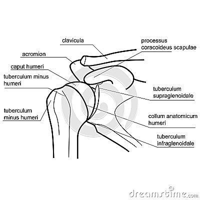 Bone Structure Of The Shoulder Joint. Stock Vector - Image: 45207575