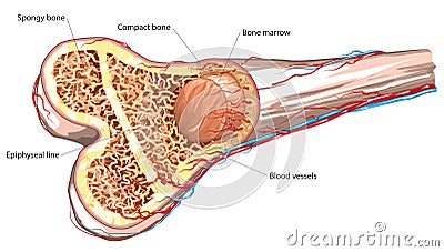 Bone structure Vector Illustration