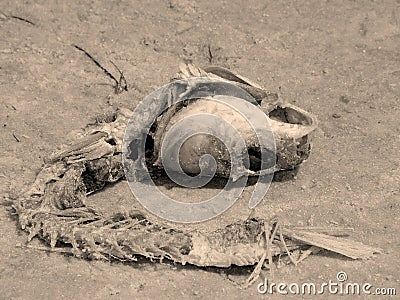 BoneFish Stock Photo