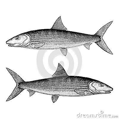 Bonefish Vector Illustration