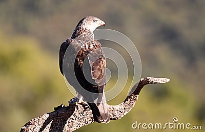 Bonelli eagle Stock Photo