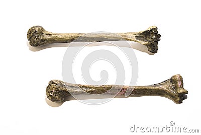 Bones Stock Photo