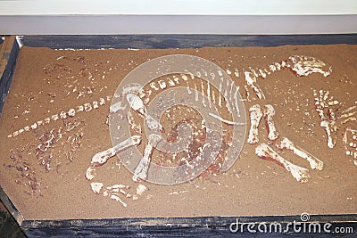 Bones of dinosaur in sand Editorial Stock Photo