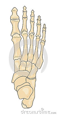 Bones Of The Foot Stock Photos - Image: 8606663