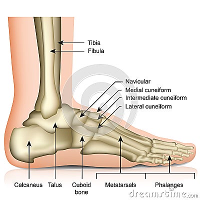 Bones of the foot and ankle joint medical vector illustration isolated on white background Vector Illustration