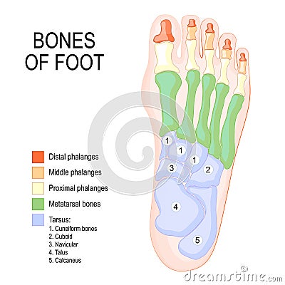 Bones of foot Vector Illustration