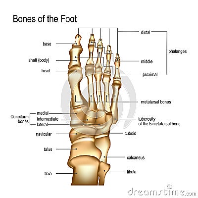 Bones the of foot Vector Illustration