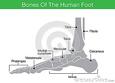 Bones of the human foot Vector Illustration