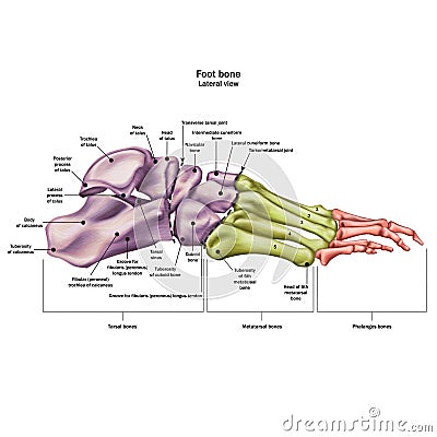 Bones of the human foot with the name and description of all sites. Lateral view. Human anatomy. Cartoon Illustration