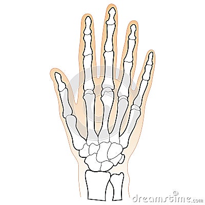 Bones of the Human Hand Vector Illustration