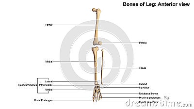 Bones of Leg Anterior view Stock Photo