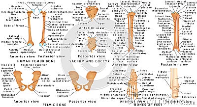 Bones of lower limb of human. Vector Illustration