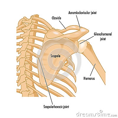 Bones of the right shoulder Vector Illustration