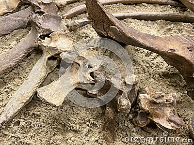 The bones of the skeleton of an ancient animal lie on the ground. Archaeological site. A rare artifact exhibit Editorial Stock Photo
