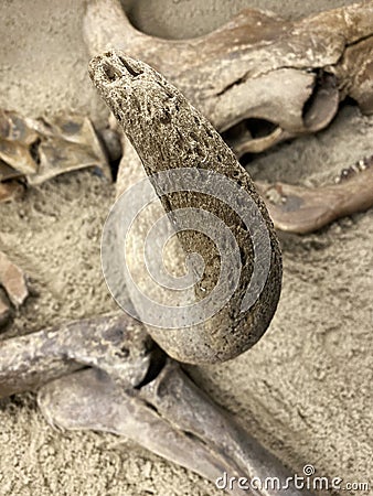 The bones of the skeleton of an ancient animal lie on the ground. Archaeological site. A rare artifact exhibit Editorial Stock Photo