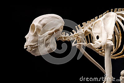 Bones monkey and skull on a black background Stock Photo