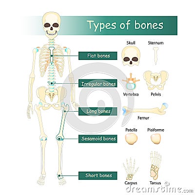 Bones types of Human skeleton Vector Illustration