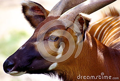 Bongo Antelope 30483 Stock Photo