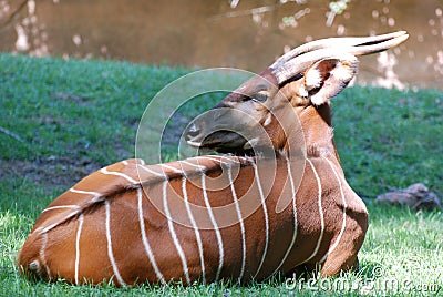 Bongo profile Stock Photo