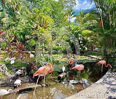 Bonita Springs Florida wonder gardens pink flamingos Stock Photo