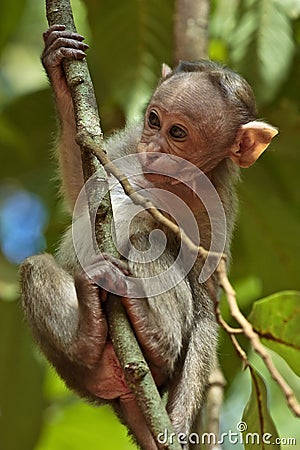 Bonnet Macaque Baby Stock Photo