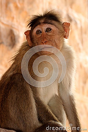 Bonnet Macaque Monkey in Badami Fort Stock Photo
