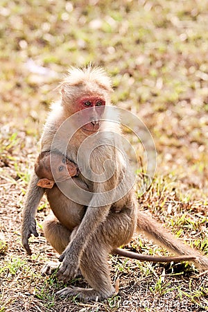 Bonnet Macaque Nursing Stock Photo