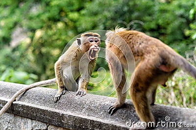 Bonnet monkey Stock Photo
