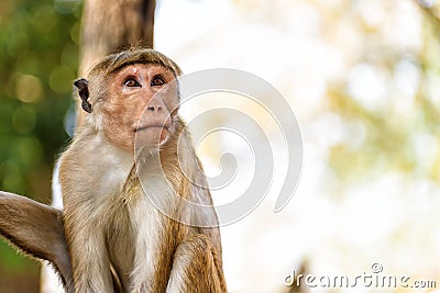 Bonnet monkey Stock Photo